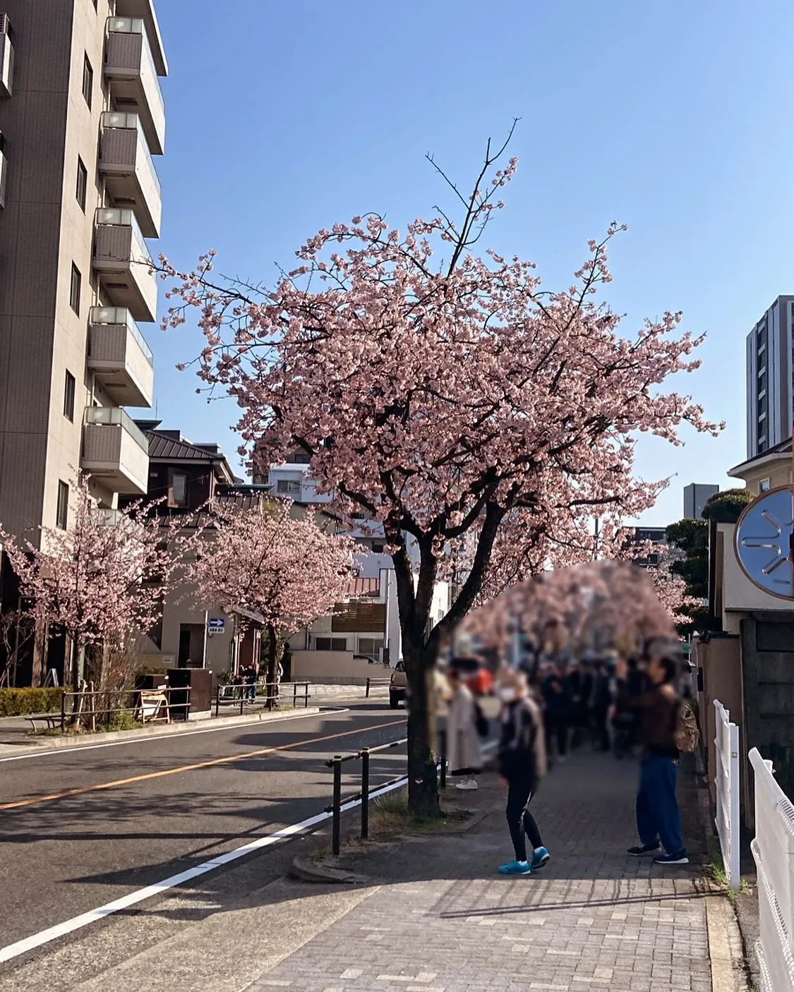 早咲き桜のイベント会場及び規制警備を行ないました。